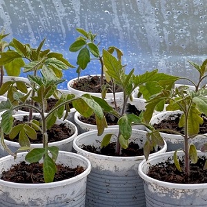 Un invité fabuleux sur votre site: la tomate Scheherazade - comment la cultiver correctement pour obtenir une récolte riche