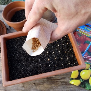 Un invité fabuleux sur votre site: la tomate Scheherazade - comment la cultiver correctement pour obtenir une récolte riche