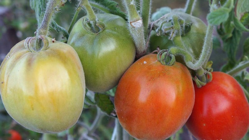 Un invité fabuleux sur votre site: la tomate Scheherazade - comment la cultiver correctement pour obtenir une récolte riche
