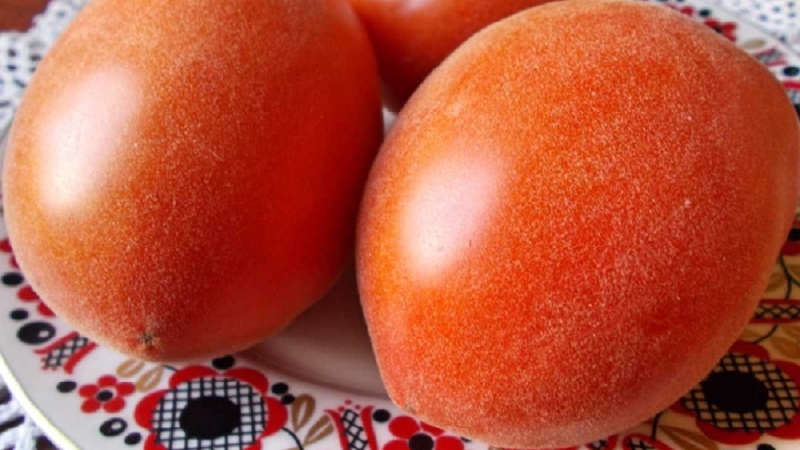 Un invité fabuleux sur votre site: la tomate Scheherazade - comment la cultiver correctement pour obtenir une récolte riche