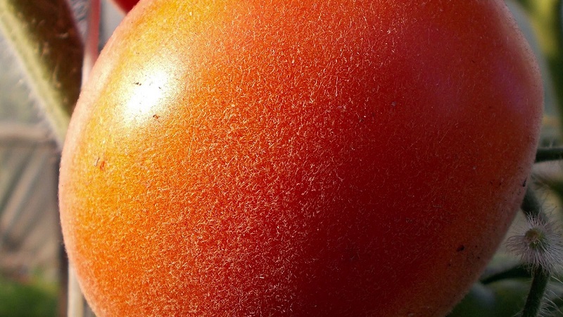 Un invité fabuleux sur votre site: la tomate Scheherazade - comment la cultiver correctement pour obtenir une récolte riche