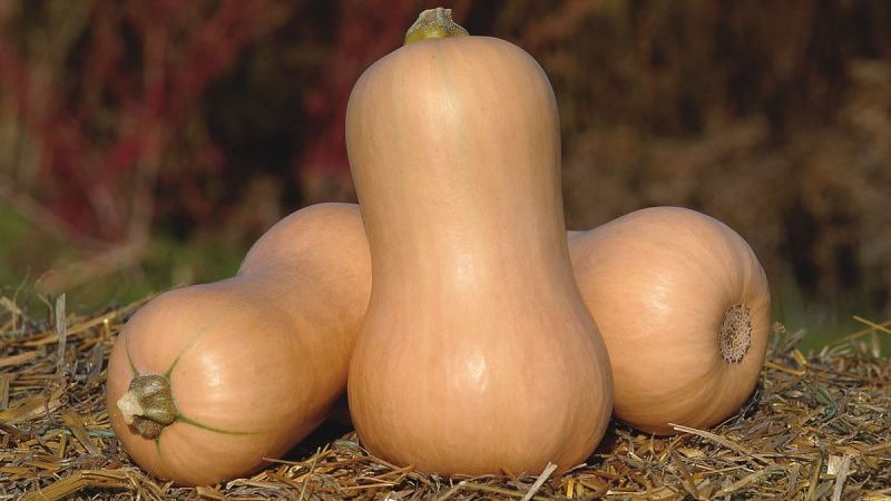 Hybride hollandais précoce de la citrouille Matilda: nous cultivons jusqu'à 15 kg de fruits par mètre carré