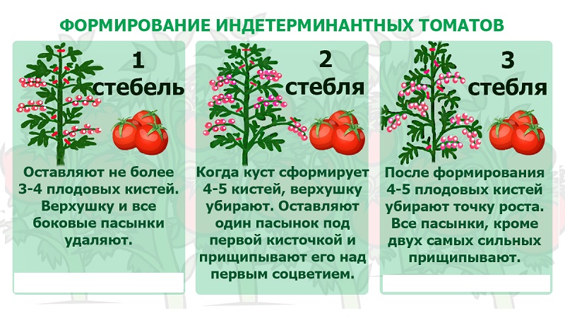 Rendement stable et résistant aux maladies Bison à sucre de tomate: caractéristiques et description de la variété