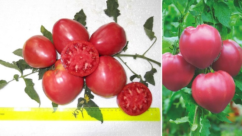 Rendement stable et résistant aux maladies Bison à sucre de tomate: caractéristiques et description de la variété