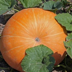 Établir des records de rendement en cultivant une variété de citrouille géante de 100 livres sur notre site