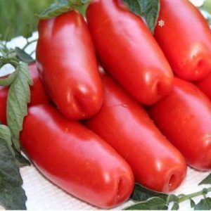 Une variété pour les amateurs de tomates exotiques rares - Tomato Firewood