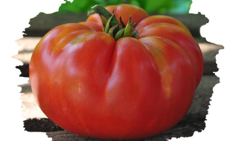 Une variété résistante aux conditions météorologiques difficiles - la célèbre tomate Pride of Siberia