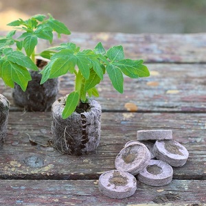 Décoration lumineuse et savoureuse de votre chalet d'été - Tomate rose Monisto