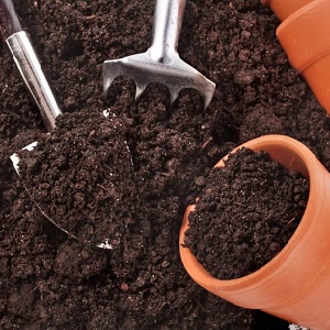 Décoration lumineuse et savoureuse de votre chalet d'été - Tomate rose Monisto