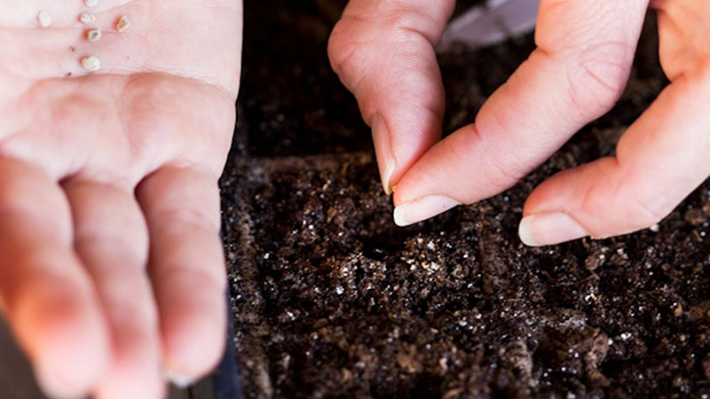 Tomato Pink Claire - la meilleure solution pour les régions du sud