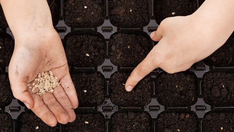 Un représentant brillant des variétés fructueuses de mi-saison - la tomate Radunitsa et des conseils pour sa bonne culture