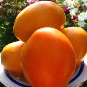 Un représentant brillant des variétés fructueuses de mi-saison - la tomate Radunitsa et des conseils pour sa bonne culture