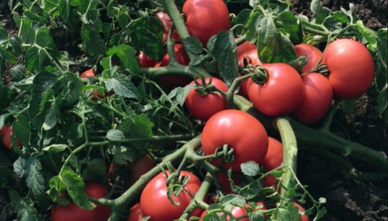 Un invité bienvenu sur votre site est la tomate Sultan: nous cultivons sans tracas et profitons de la récolte