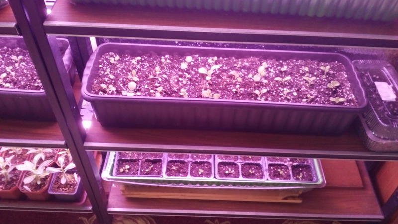 Décoration de jardin avec floraison inhabituelle - Tomate rose japonaise et ses avantages par rapport aux autres variétés