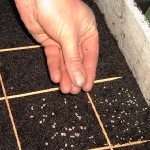 Une variété sans prétention qui nécessite un minimum de soins - la tomate naine japonaise