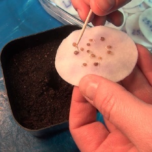 Une variété sans prétention qui nécessite un minimum de soins - la tomate naine japonaise