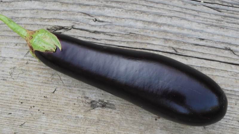 Subtilités d'entretien de la variété d'aubergine Opale noire et ses bienfaits