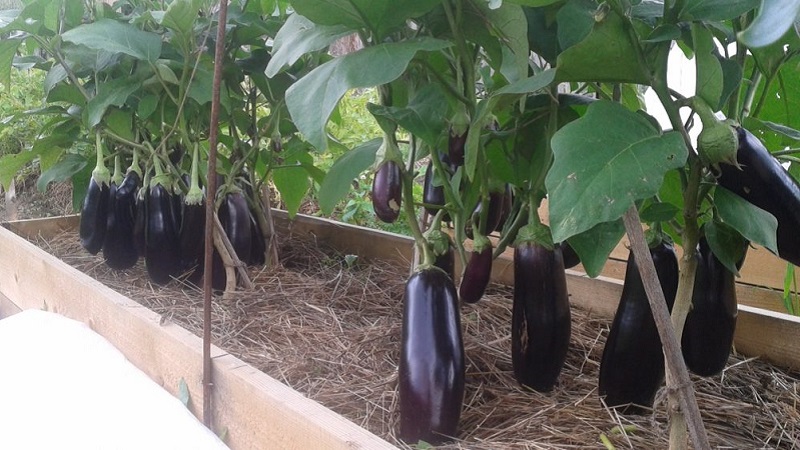 Subtilités d'entretien de la variété d'aubergine Opale noire et ses bienfaits