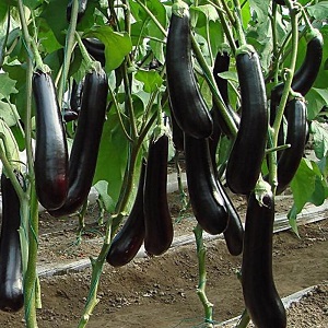 Subtilités d'entretien de la variété d'aubergine Opale noire et ses bienfaits