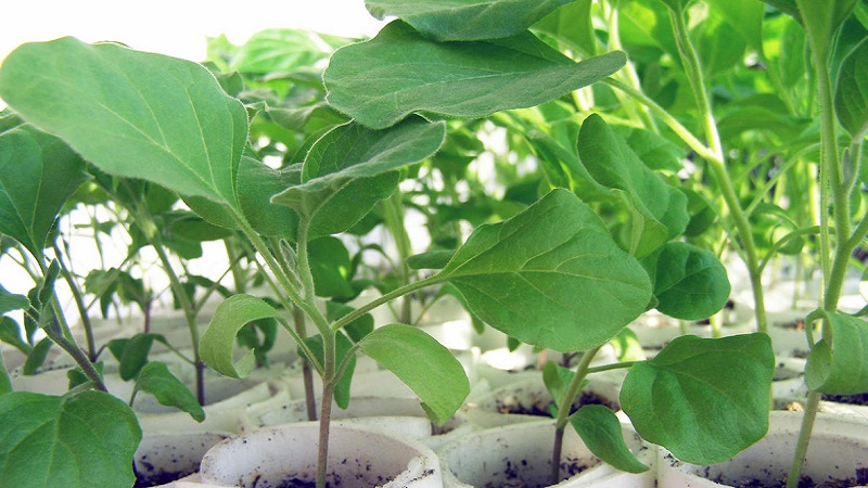 Subtilités d'entretien de la variété d'aubergine Opale noire et ses bienfaits