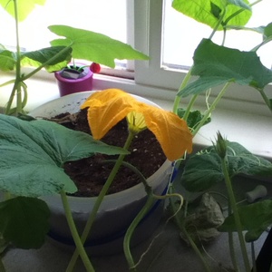 Un hybride idéal pour cuisiner de délicieux plats - Beignet de potiron au beurre et les particularités de sa culture