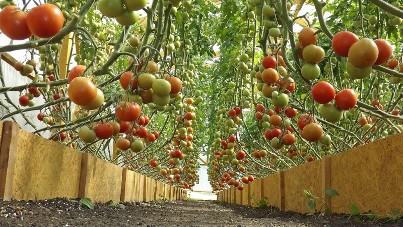 Tomates hautes et à haut rendement pour les serres: les meilleures variétés et aide à choisir la bonne pour vous