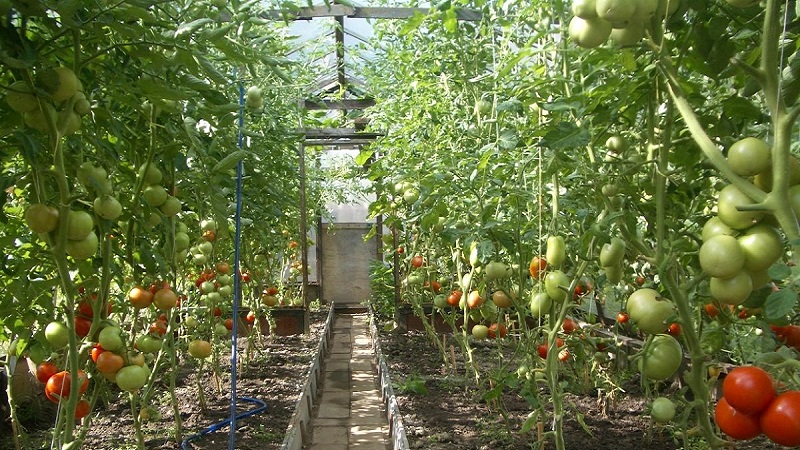 Tomates hautes et à haut rendement pour les serres: les meilleures variétés et aide à choisir la bonne pour vous