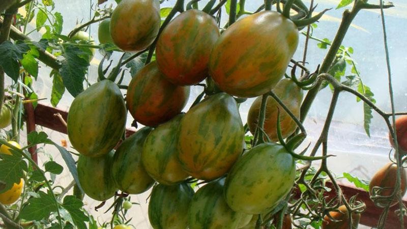 Tomates hautes et à haut rendement pour les serres: les meilleures variétés et aide à choisir la bonne pour vous