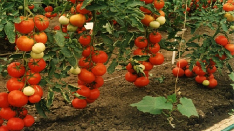 Tomates hautes et à haut rendement pour les serres: les meilleures variétés et aide à choisir la bonne pour vous