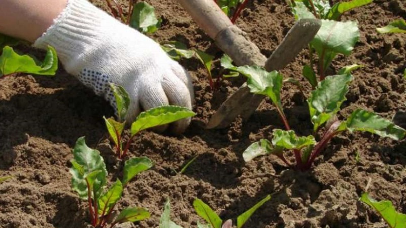 Variété à haut rendement des sélectionneurs italiens - Betteraves Detroit: un aperçu complet et des instructions pour la culture