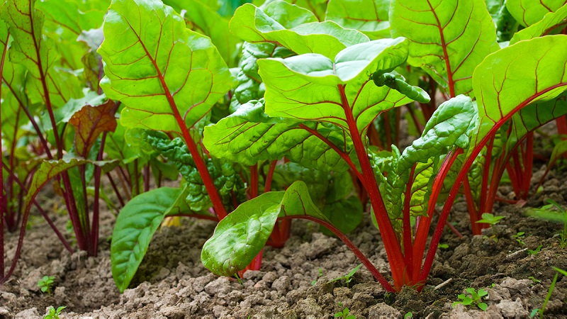 Variété à haut rendement des sélectionneurs italiens - Betteraves Detroit: un aperçu complet et des instructions pour la culture