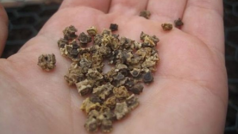 Variété à haut rendement des sélectionneurs italiens - Betteraves Detroit: un aperçu complet et des instructions pour la culture