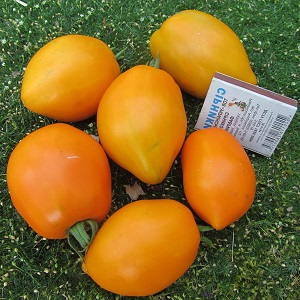 Une variété lumineuse au goût riche - la tomate Golden Bullet: nous cultivons des cultures à l'envie de tous les voisins