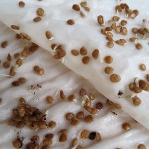 Une variété lumineuse au goût riche - la tomate Golden Bullet: nous cultivons des cultures à l'envie de tous les voisins