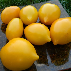 Médecine ensoleillée et lumineuse directement du jardin: quels sont les bienfaits des tomates jaunes et quelles vitamines et minéraux elles contiennent