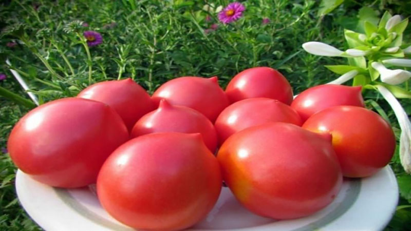 Une ancienne variété de tomates douces Volga: un aperçu de la tomate pipette Syzran et des subtilités de sa culture