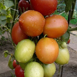 Une ancienne variété de tomates douces Volga: un aperçu de la tomate pipette Syzran et des subtilités de sa culture