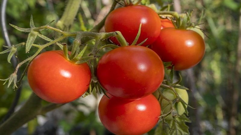 Une récolte précoce et riche pour le plus grand plaisir de chaque résident d'été - Tomato Polbig