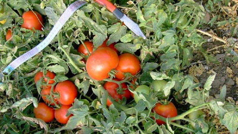 Une récolte précoce et riche pour le plus grand plaisir de chaque résident d'été - Tomato Polbig
