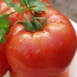 Une récolte précoce et riche pour le plus grand plaisir de chaque résident d'été - Tomato Polbig