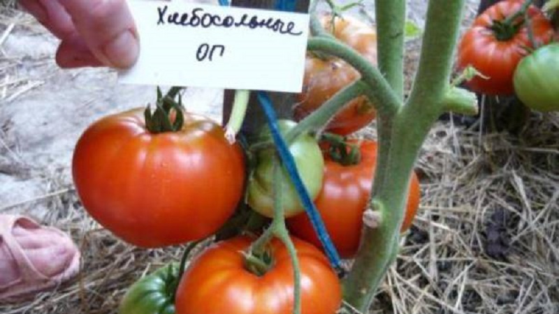 Tomates préférées des jardiniers Pain salé: nous produirons une récolte riche, malgré les conditions météorologiques