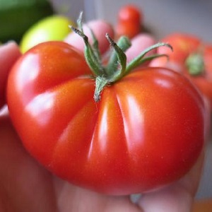 Tomates préférées des jardiniers Pain salé: nous produirons une récolte riche, malgré les conditions météorologiques