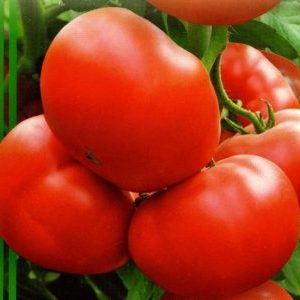 Hybride à gros fruits et à maturité précoce pour une utilisation universelle - Strega Tomato F1