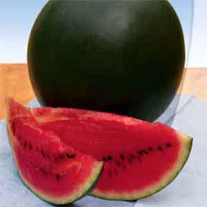 Une variété sucrée à maturation précoce de pastèque Spark résistante aux maladies et sans prétention dans les soins