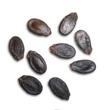 Une variété sucrée de pastèque à maturation précoce, résistante aux maladies et sans prétention dans les soins