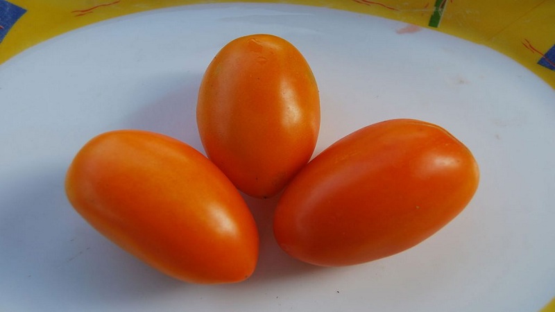 Tomate chanterelle extrêmement viable, savoureuse et prolifique