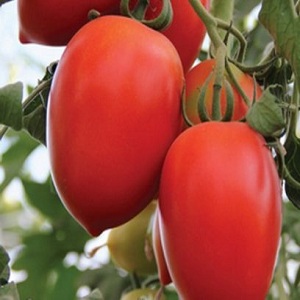 Hybrid tomato Empress: instructions pour cultiver sur votre site du semis à la récolte