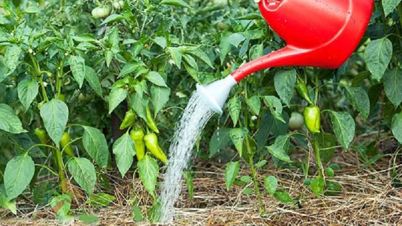 Une variété unique avec une récolte riche et un goût excellent - poivre Ivanhoe: description et conseils pour la culture