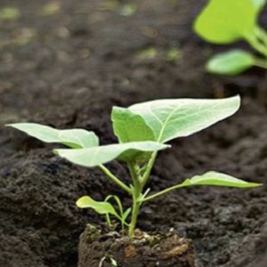 Une variété unique avec une récolte riche et un goût excellent - poivre Ivanhoe: description et conseils pour la culture