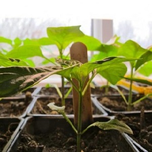 Une variété unique avec une récolte riche et un goût excellent - poivre Ivanhoe: description et conseils pour la culture